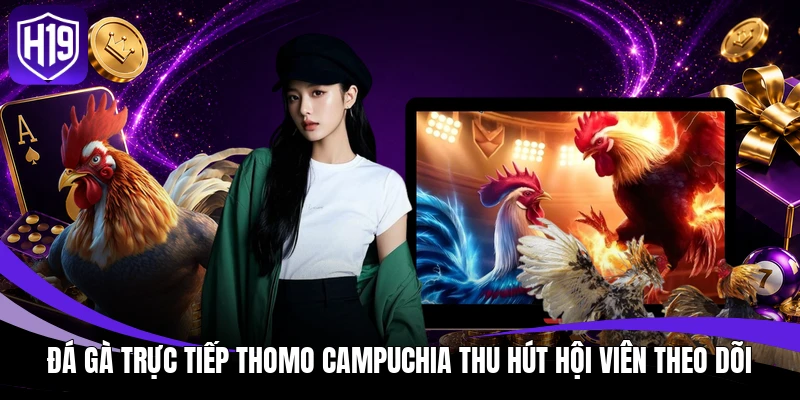 Đá gà trực tiếp Thomo Campuchia thu hút hội viên theo dõi